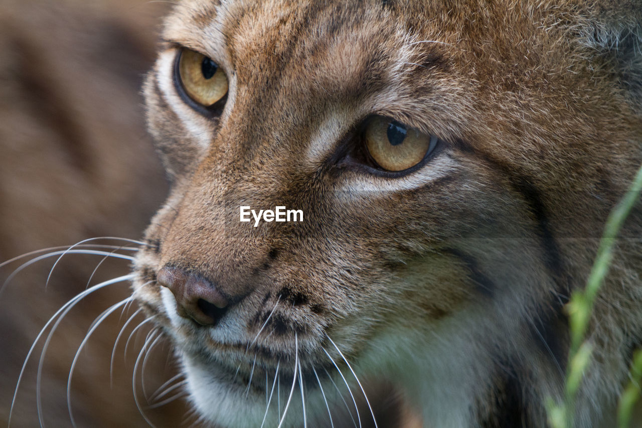 Close-up portrait of cat