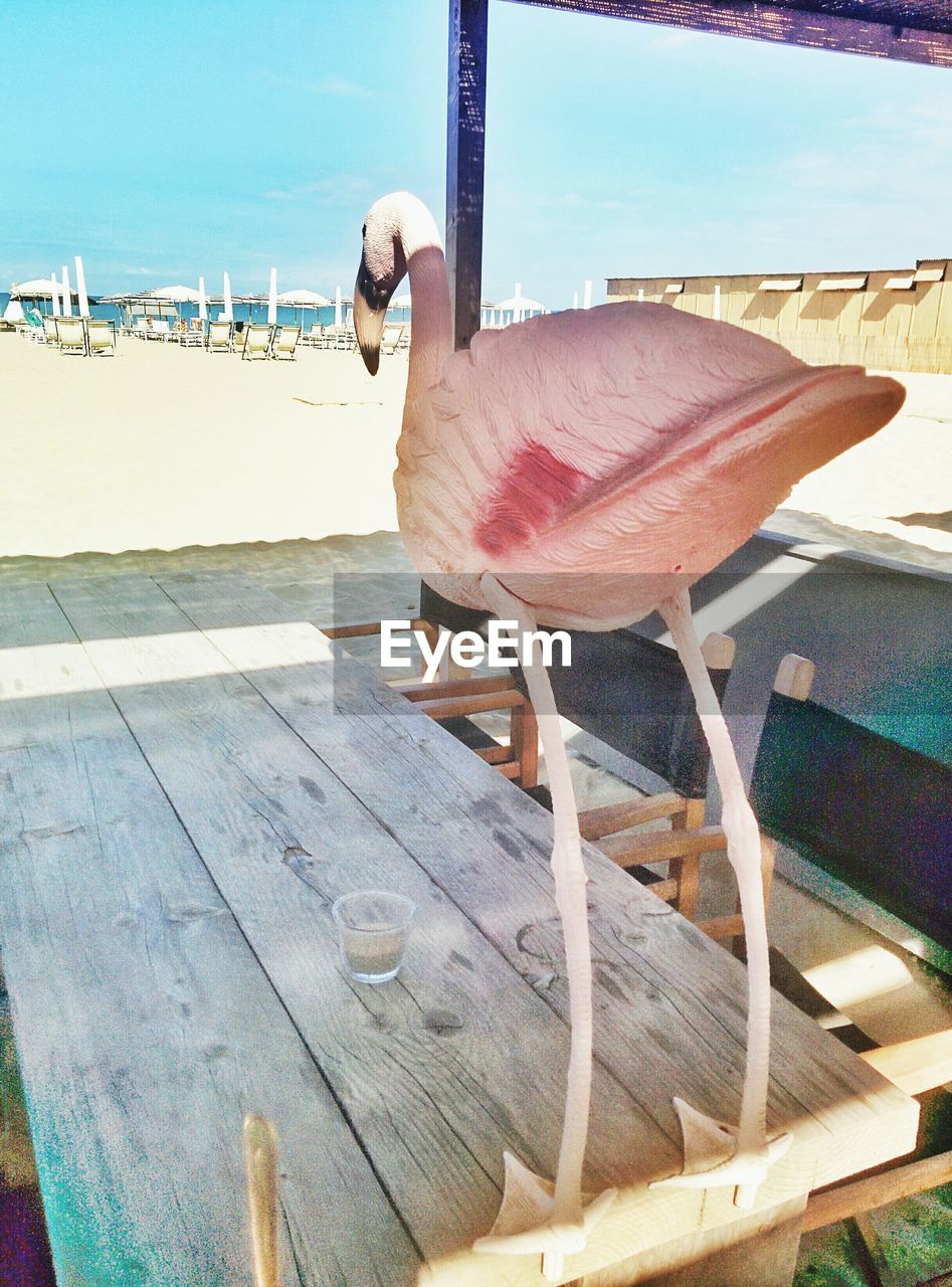 CLOSE-UP OF BIRD ON CHAIR AT SEA SHORE