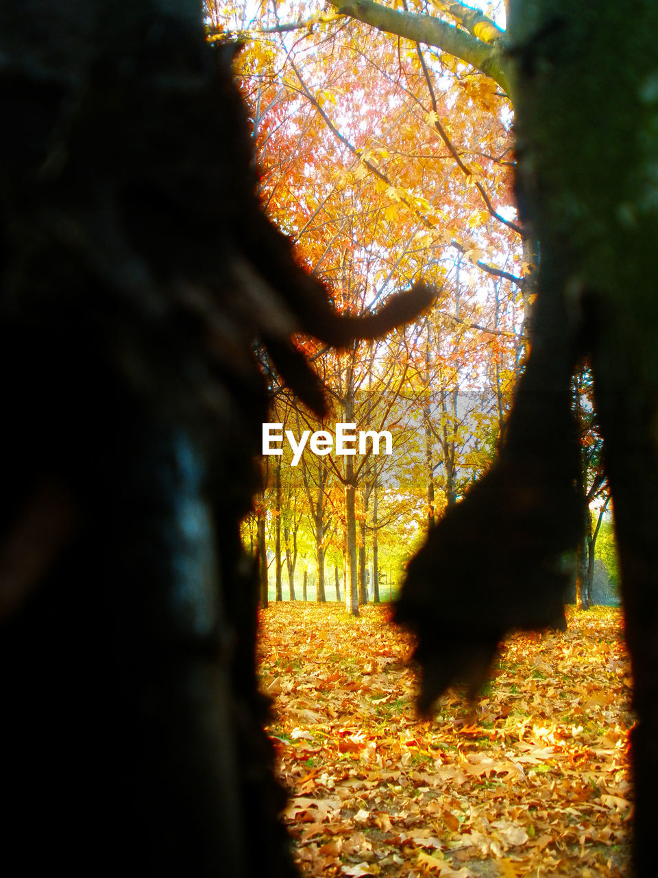 AUTUMN TREES IN PARK