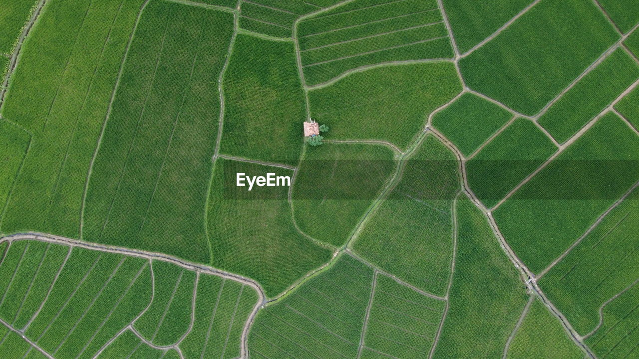 High angle view of green leaf on field