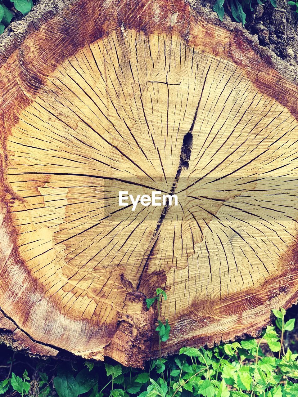 CLOSE-UP OF TREE STUMP IN FOREST