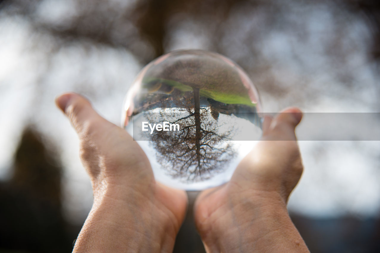 Cropped image of person holding crystal ball with reflection of tree