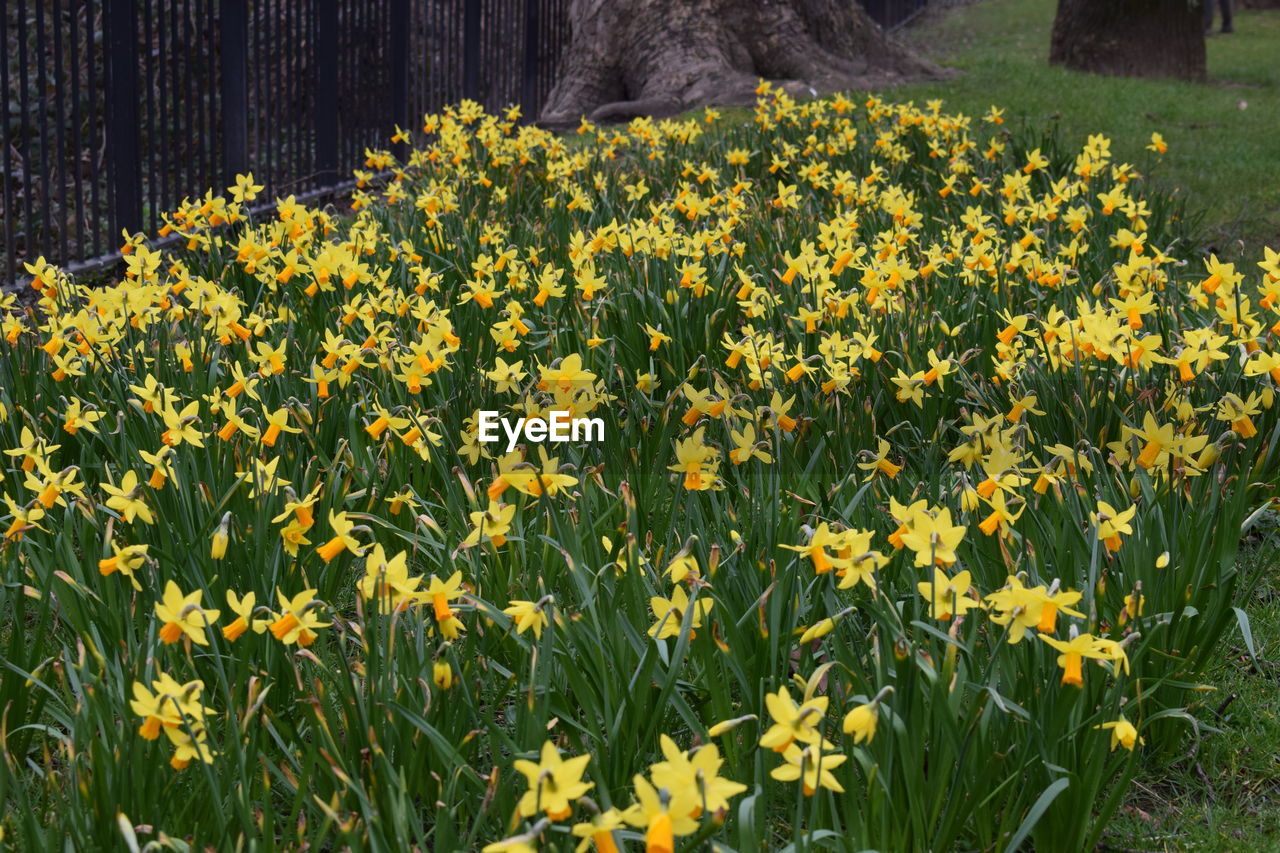 Yellow flowers blooming in field