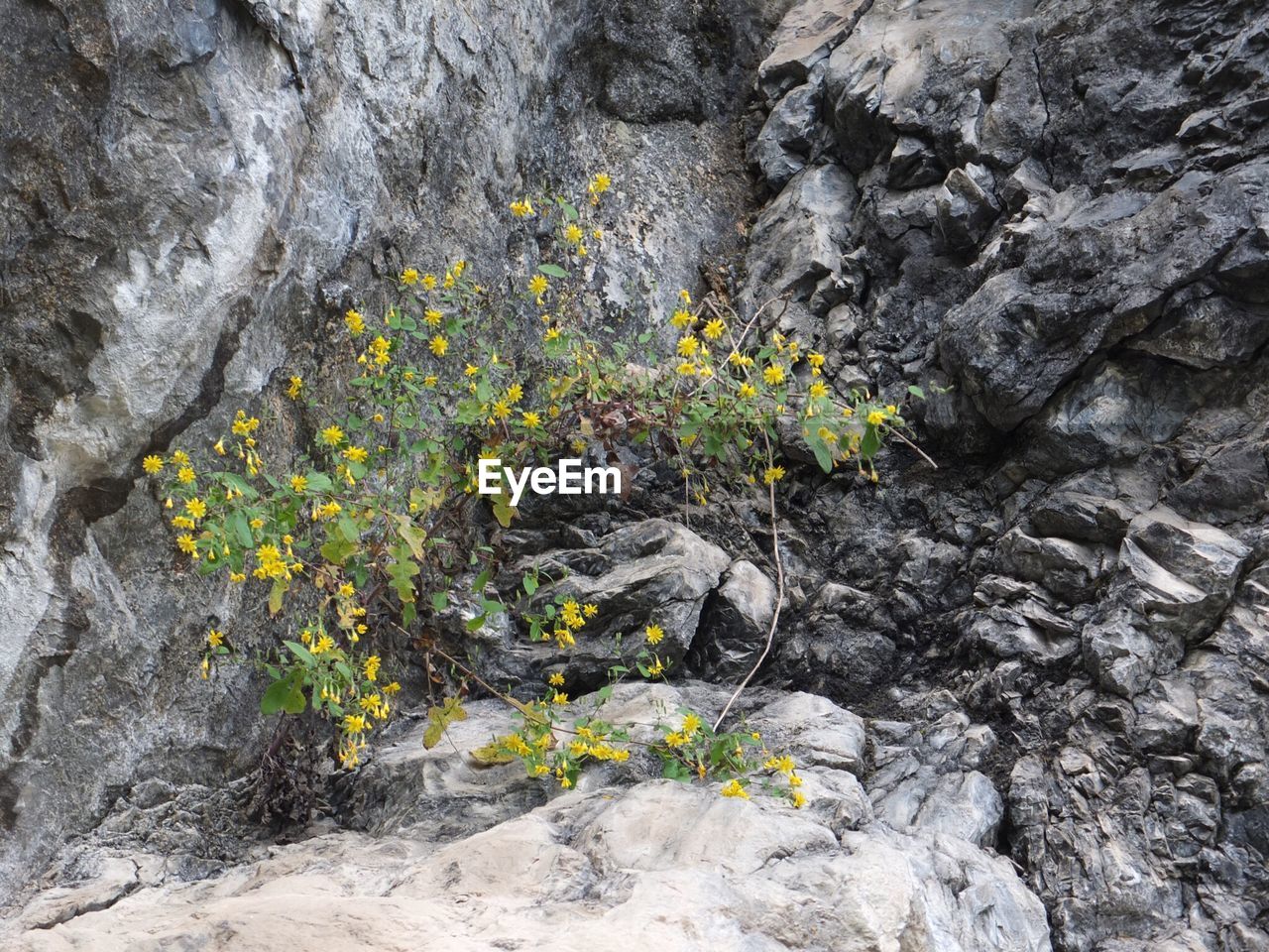 Yellow flowers growing on rock formations