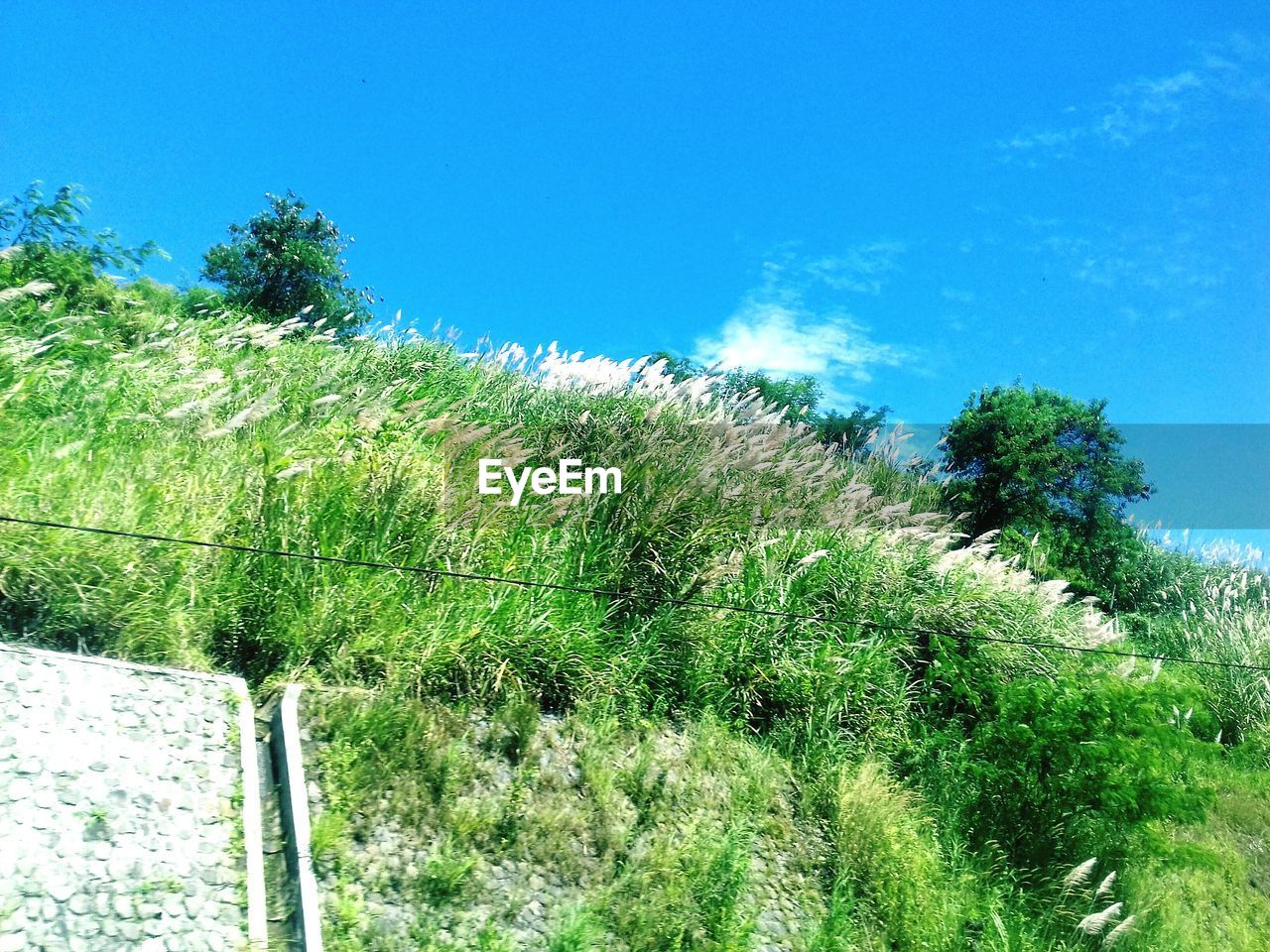 LOW ANGLE VIEW OF GREEN PLANTS AGAINST BLUE SKY