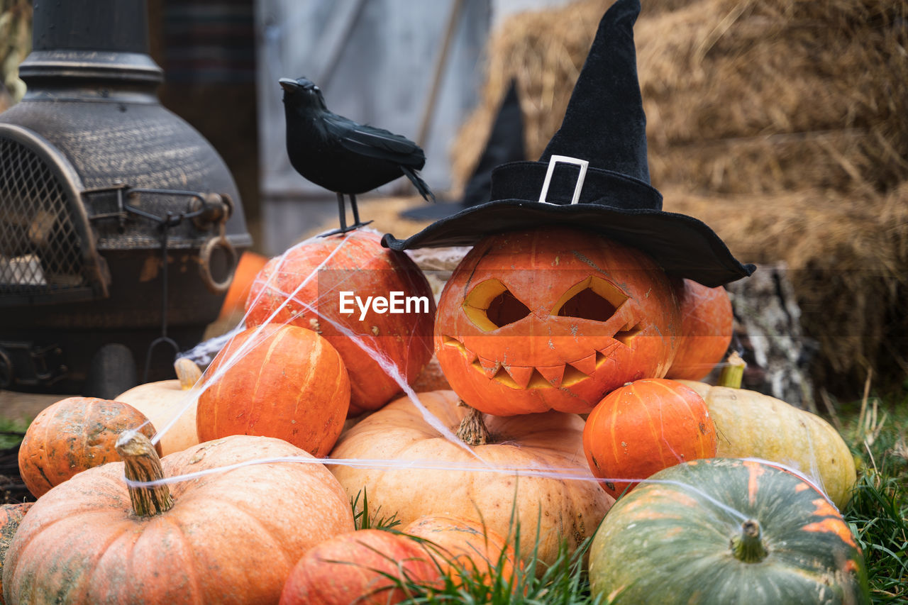 CLOSE-UP OF PUMPKIN PUMPKINS DURING HALLOWEEN