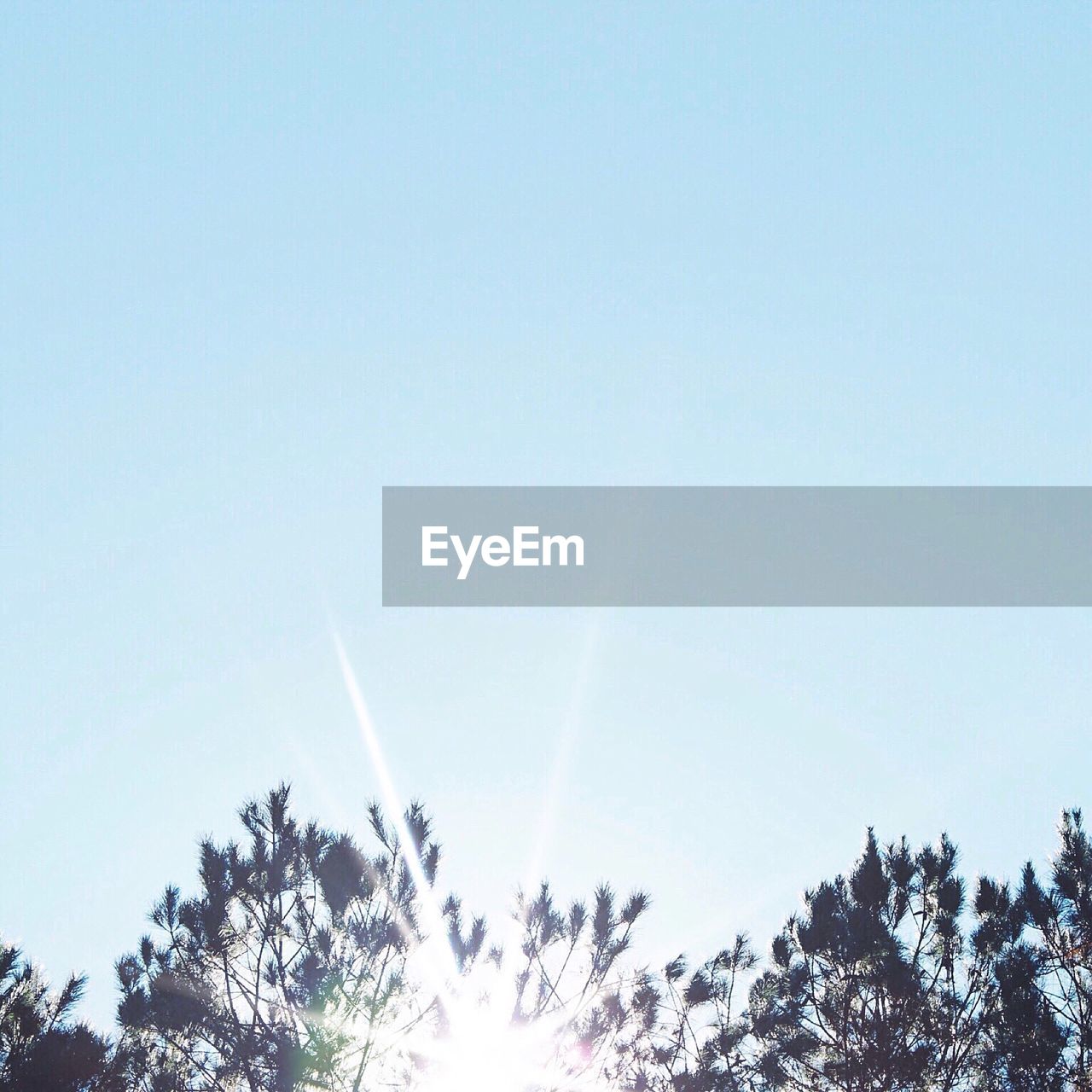 Low angle view of trees against clear sky