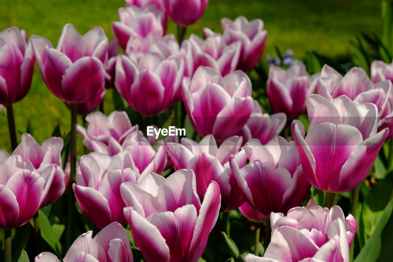 CLOSE-UP OF PINK TULIPS PURPLE FLOWERS