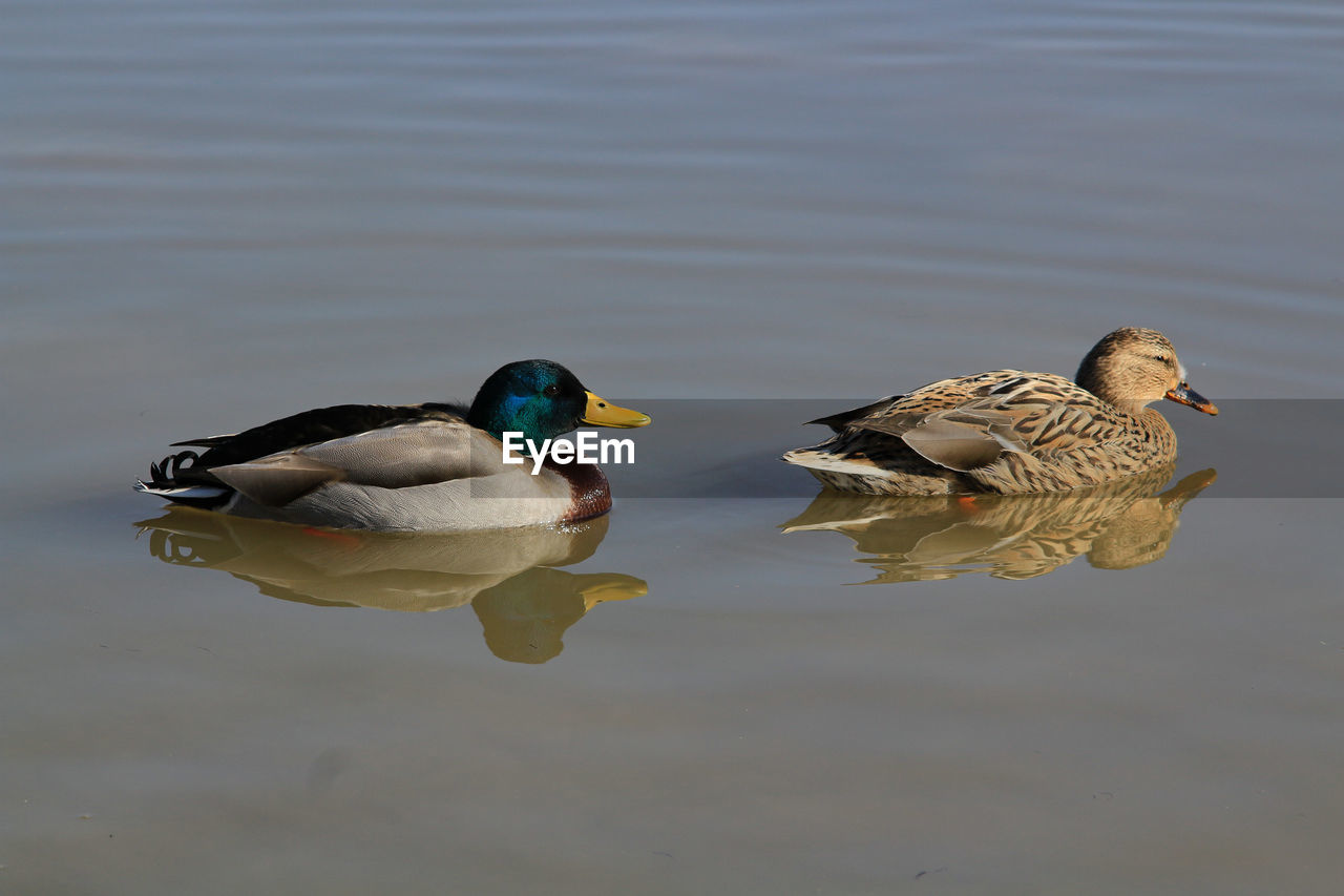 DUCKS SWIMMING IN LAKE