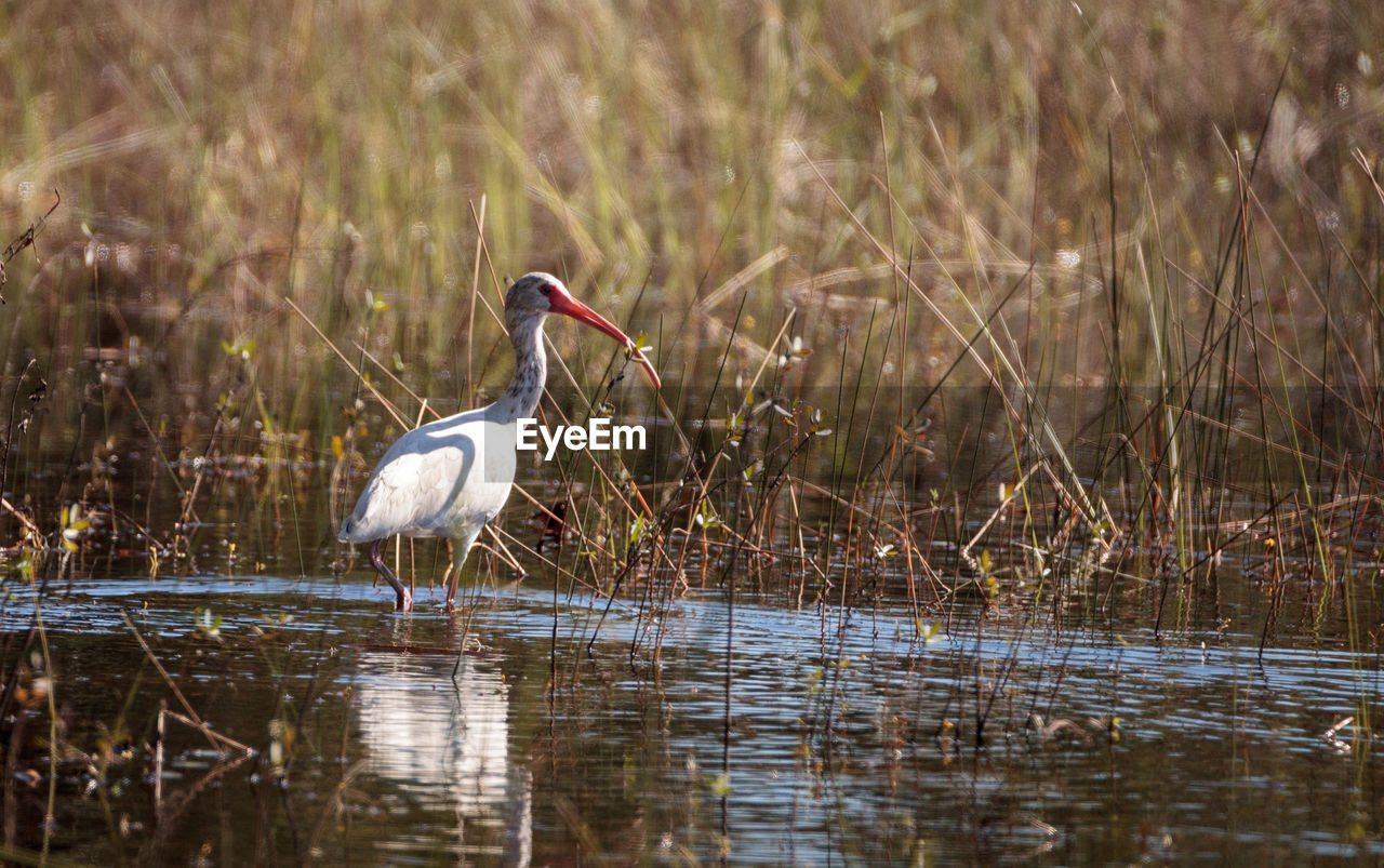 BIRD IN LAKE