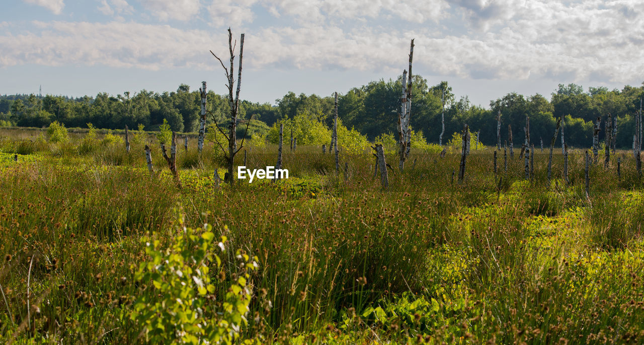 PLANTS GROWING ON FIELD