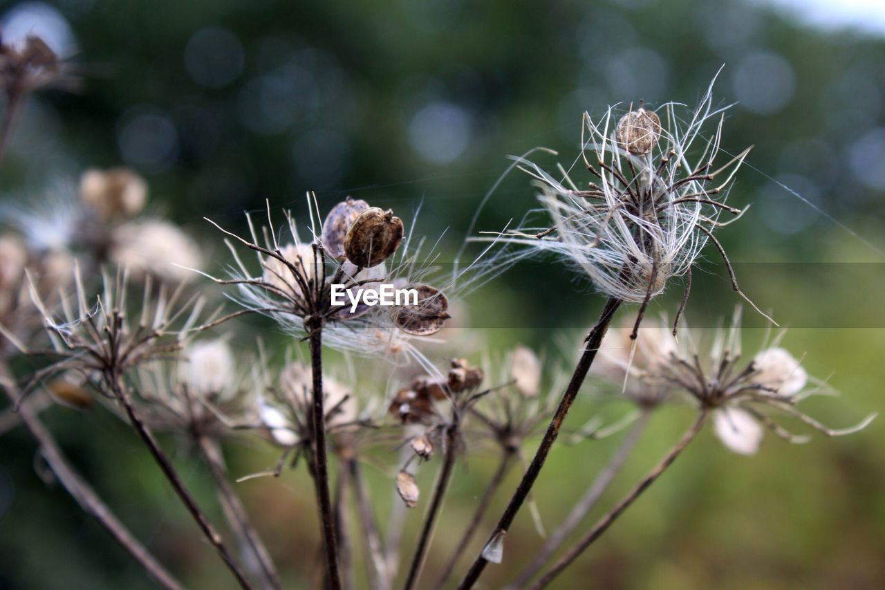 Close-up of dandelion blooming outdoors