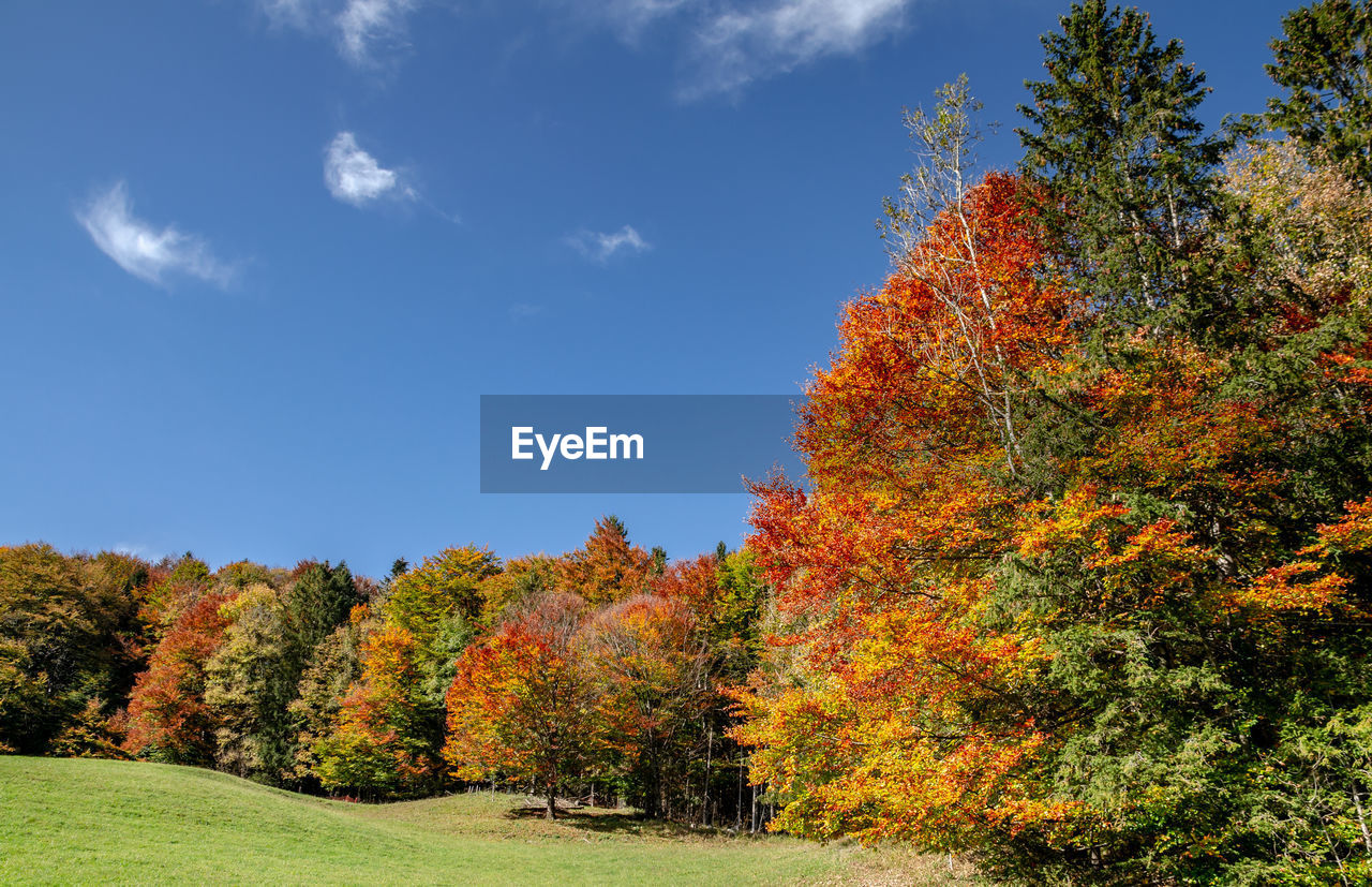 SCENIC VIEW OF AUTUMNAL TREES BY ROAD AGAINST SKY