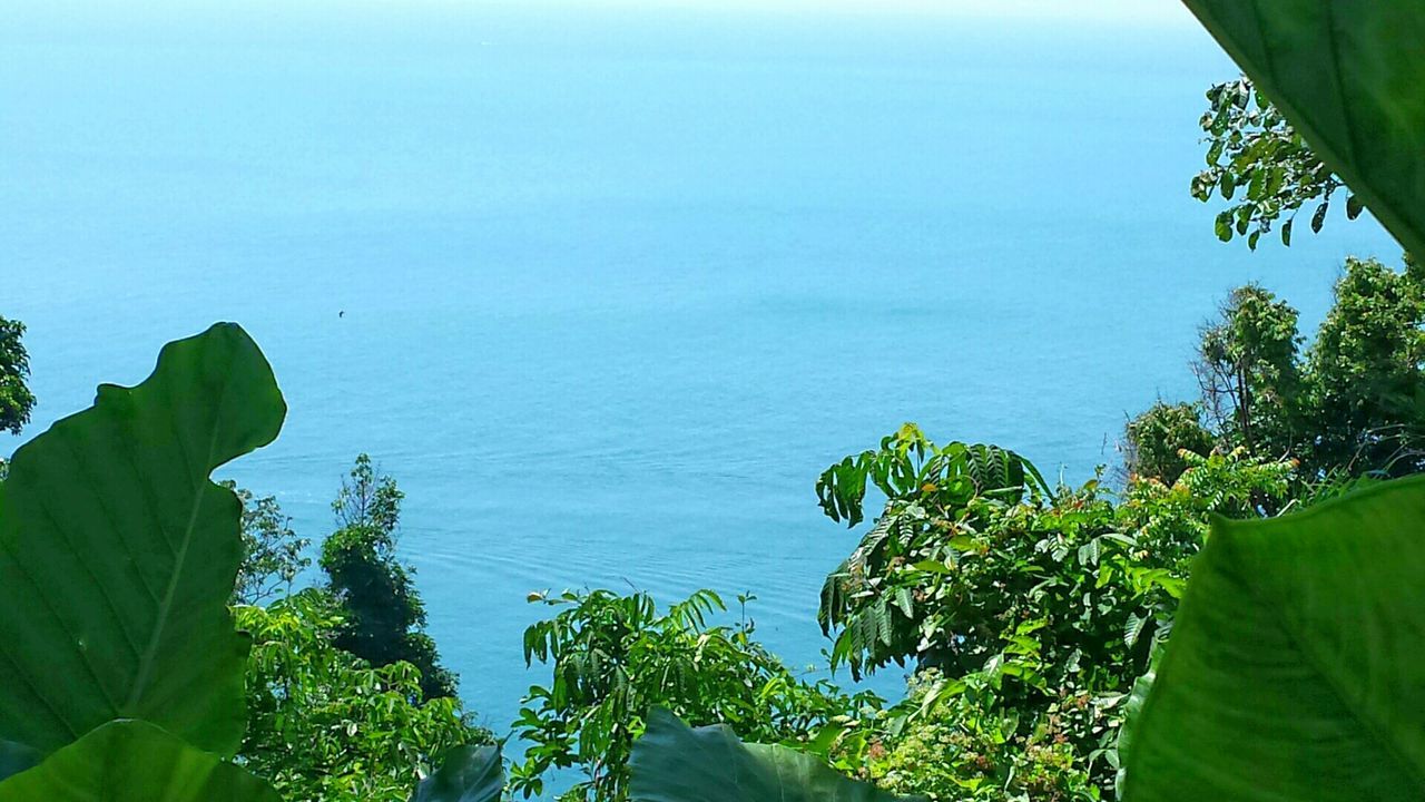 Scenic view of blue sea in front of trees