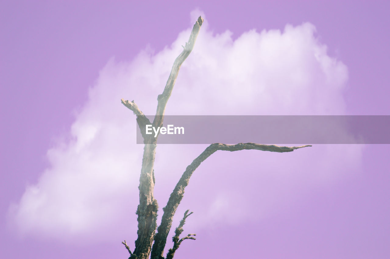 CLOSE-UP OF FROZEN PLANTS AGAINST SKY