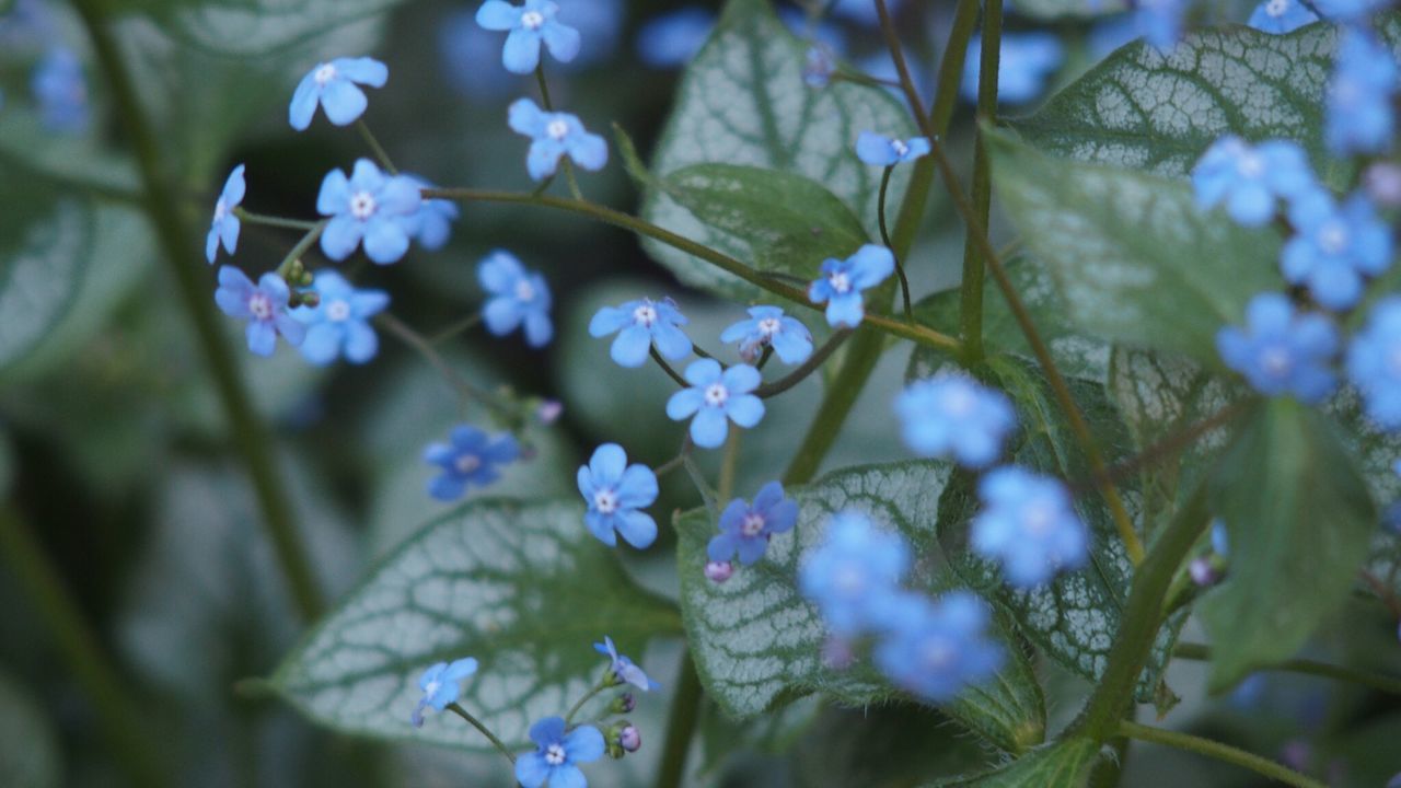 CLOSE-UP OF PURPLE FLOWERS