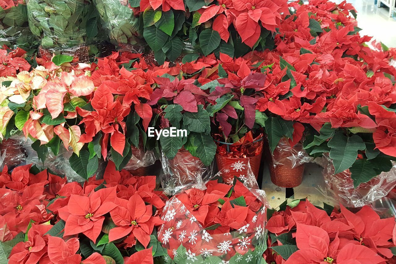 CLOSE-UP OF RED FLOWERS