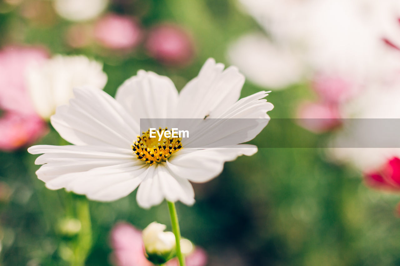 Close-up of white cosmos flower