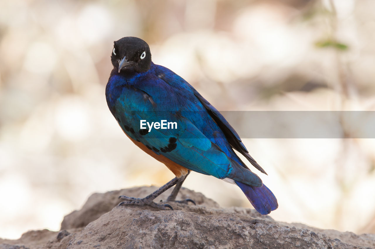 Close-up of superb starling on rock