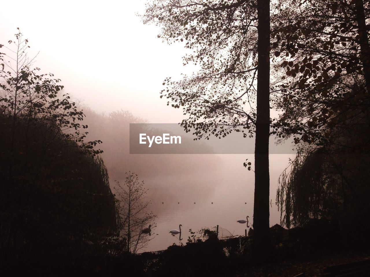 Swans in pond and trees in fog