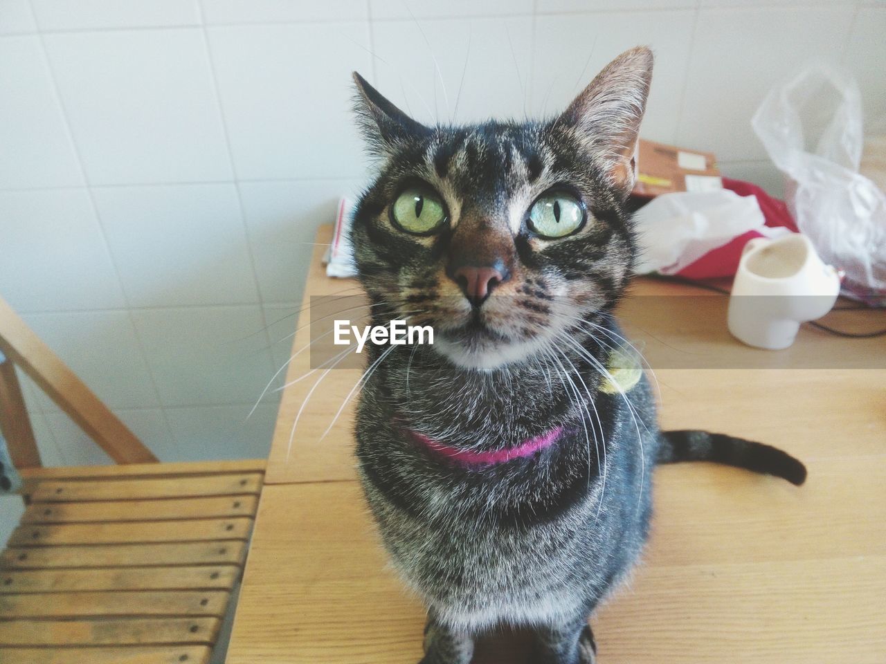 PORTRAIT OF CAT ON TABLE