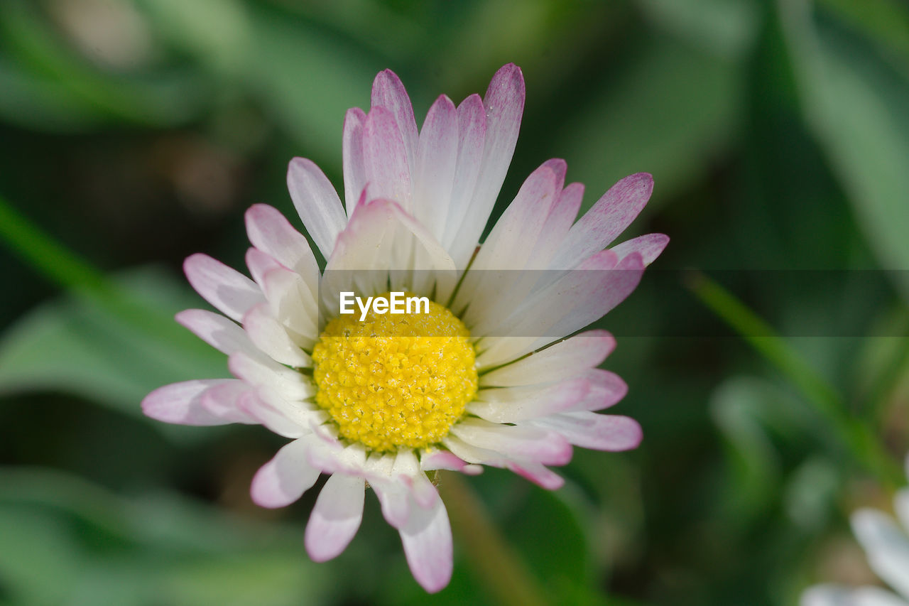 Close-up of pink flower