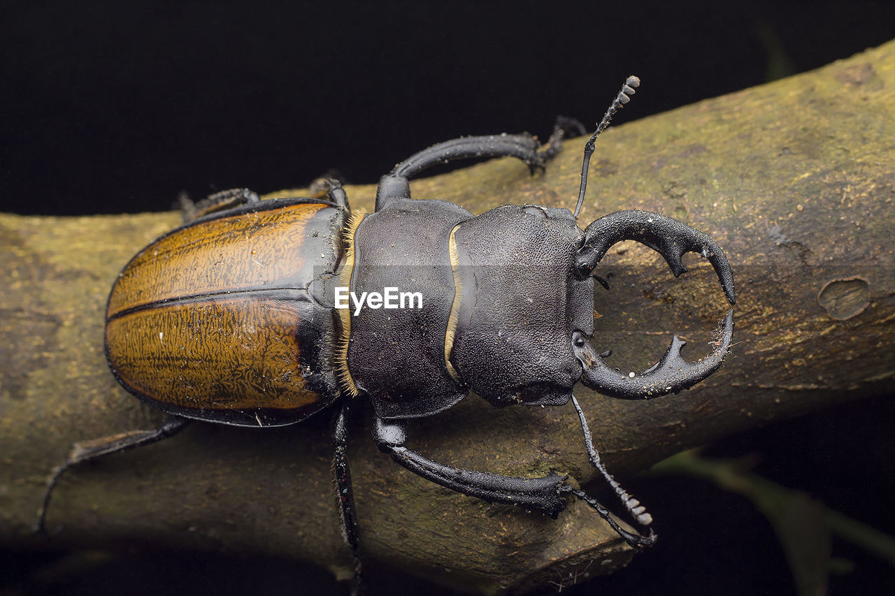 CLOSE-UP OF INSECT ON RUSTY CHAIN