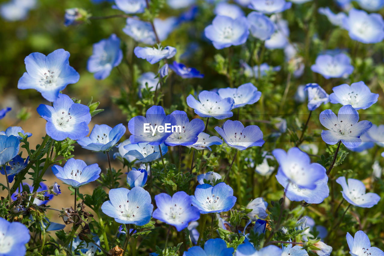 Close-up of purple flowering plants