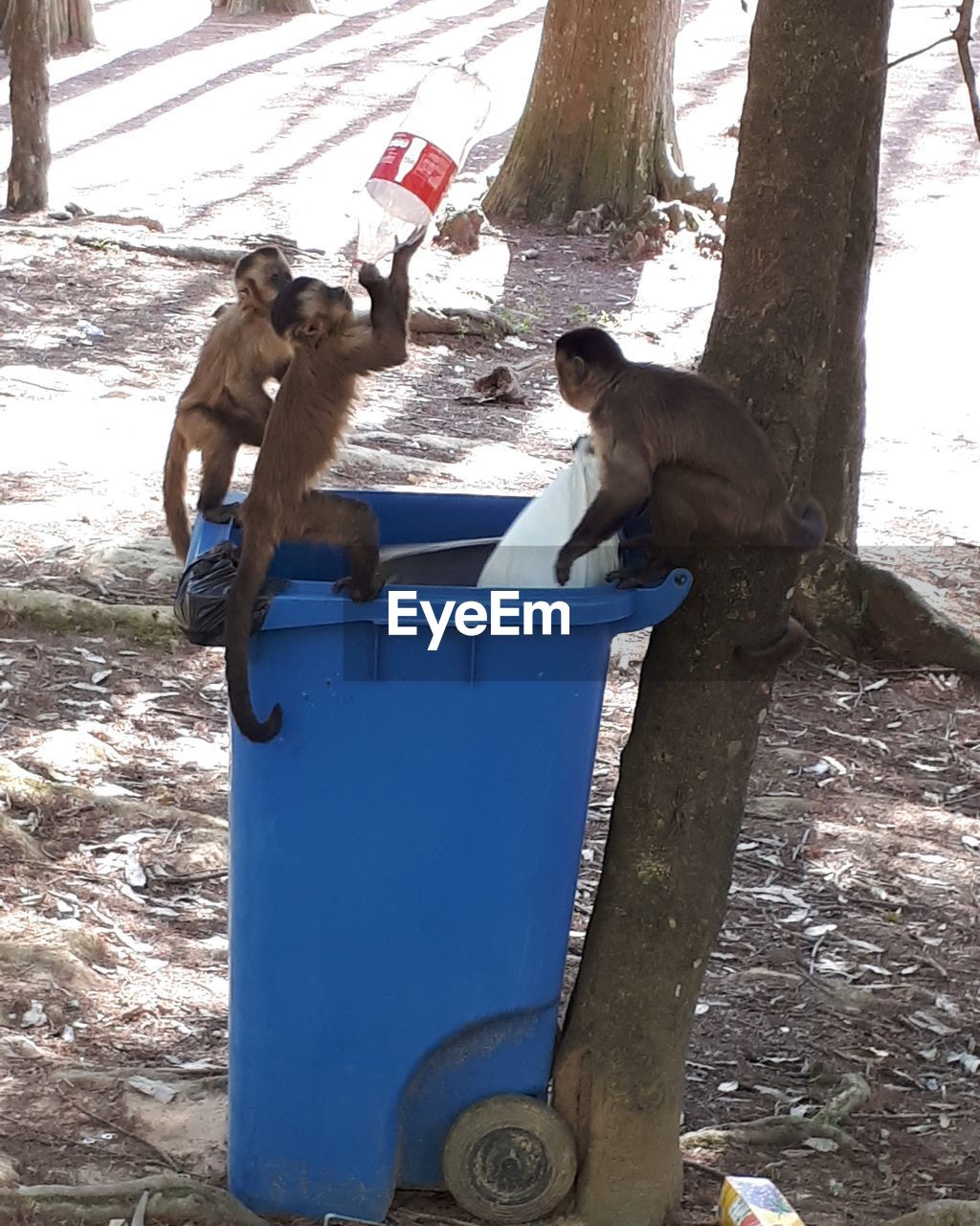 MONKEY WITH DOG ON TREE