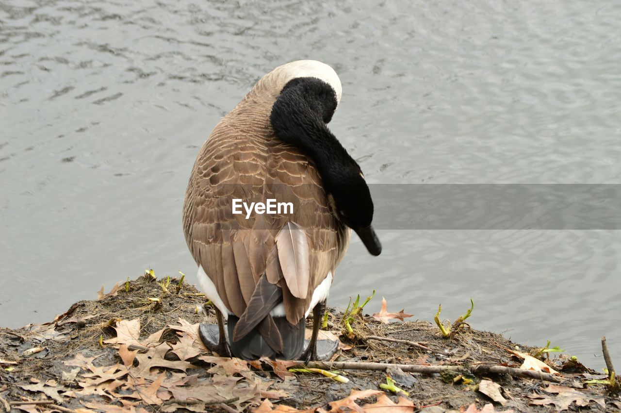 Canada goose by lakeshore