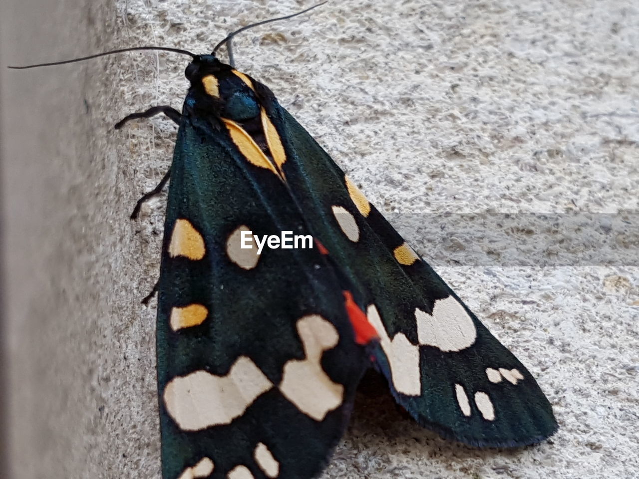 CLOSE-UP OF BUTTERFLY ON FLOOR