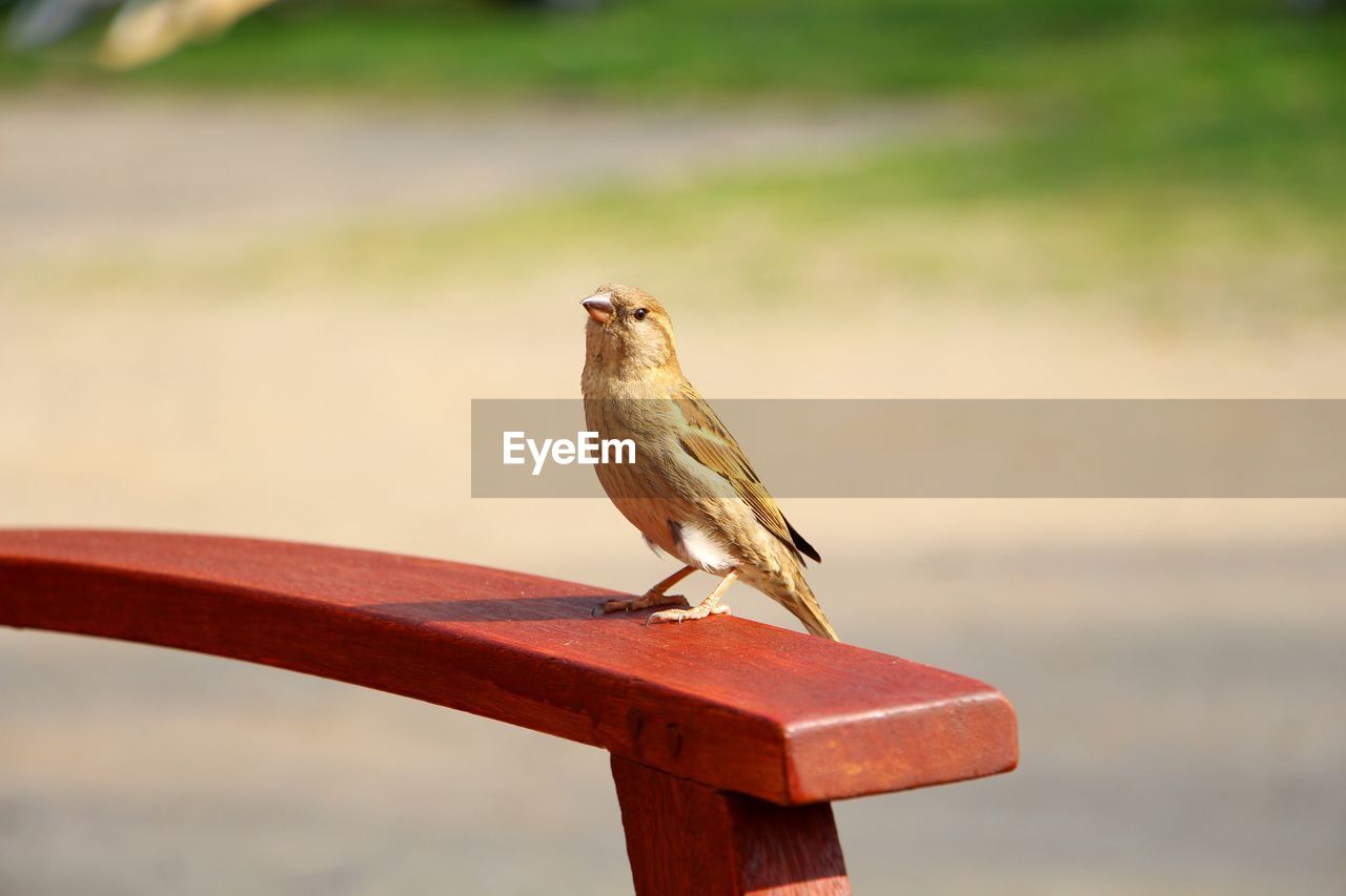 Close-up of bird perching on wood