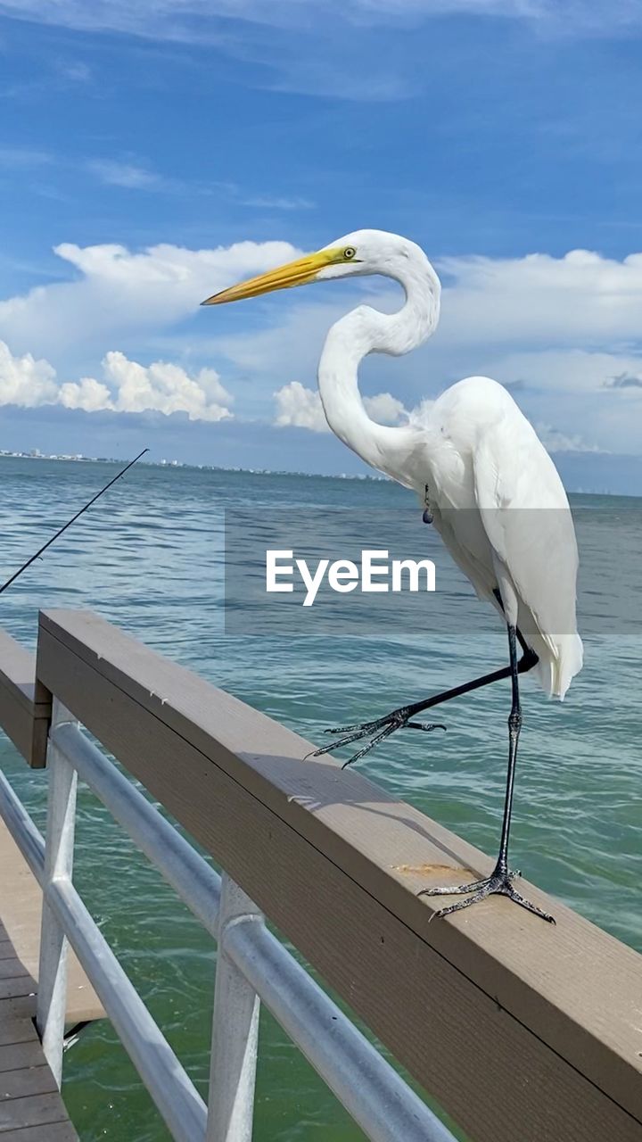 View of birds in sea against sky