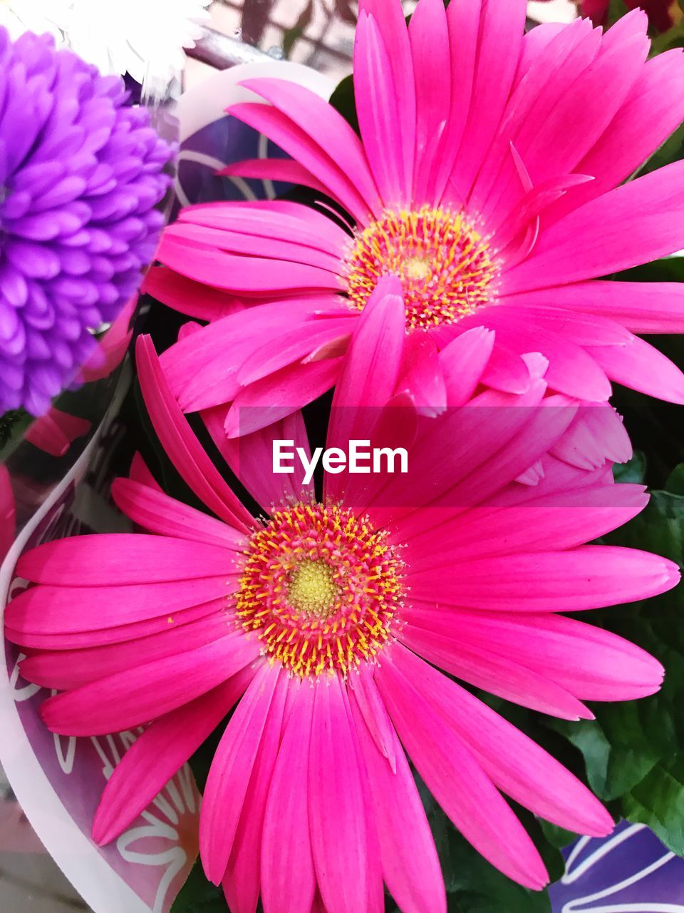 CLOSE-UP OF PINK COSMOS BLOOMING OUTDOORS