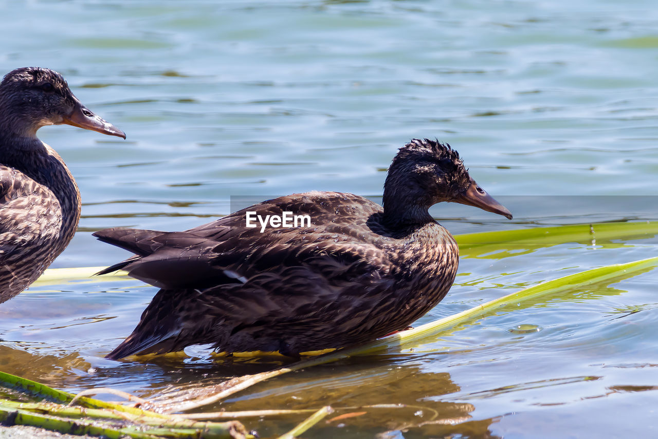 CLOSE-UP OF MALLARD DUCK SWIMMING IN LAKE