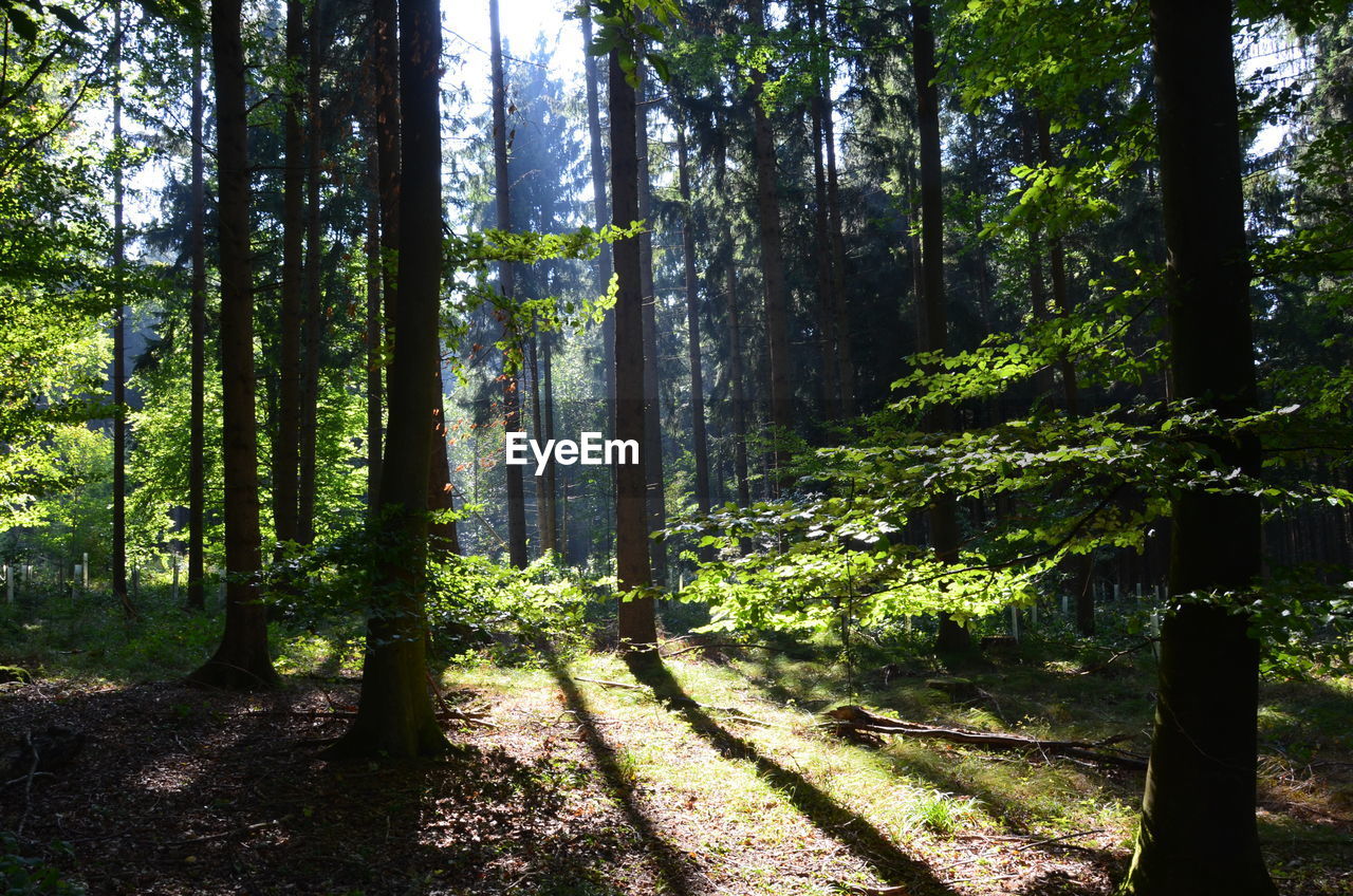 Trees in forest