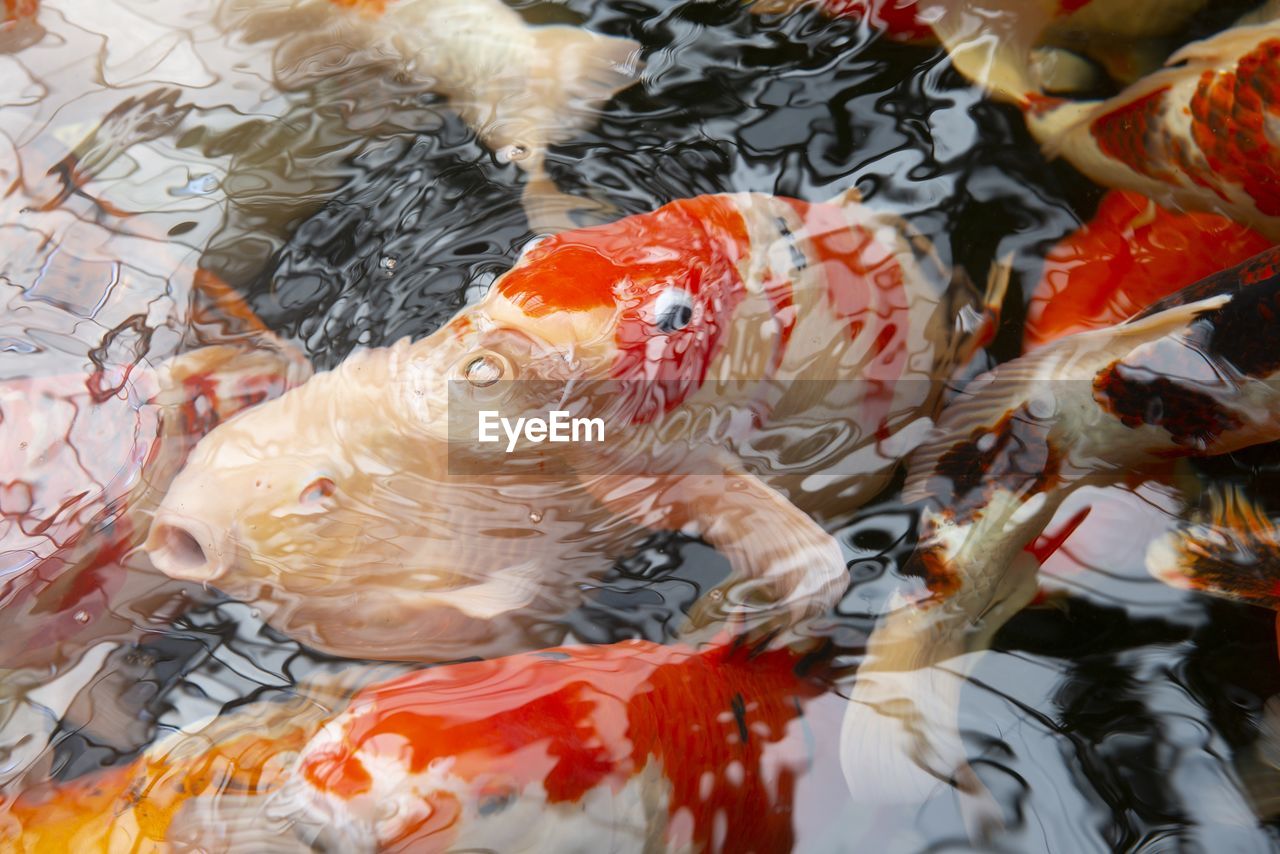 High angle view of koi carps swimming in sea