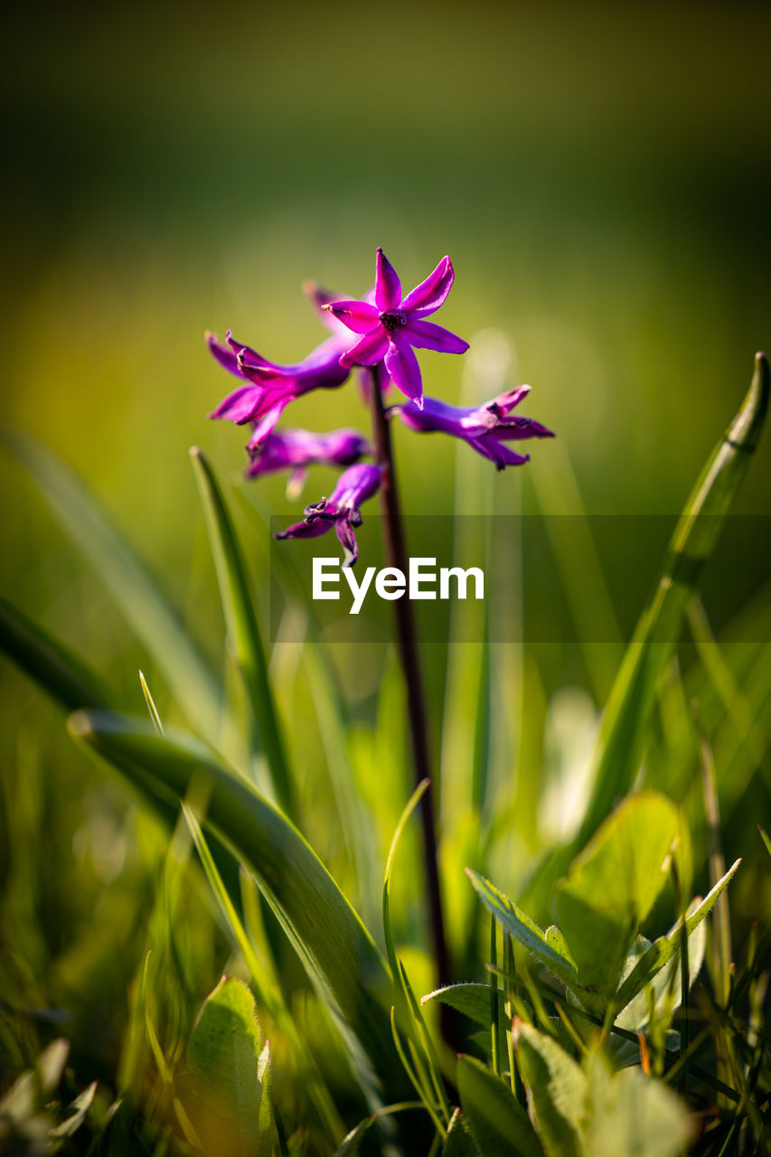 Close-up of purple flowering plant on field