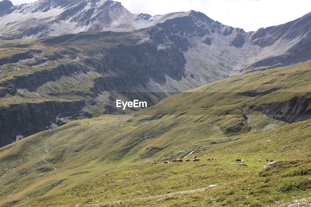 High angle view of sheep on mountains