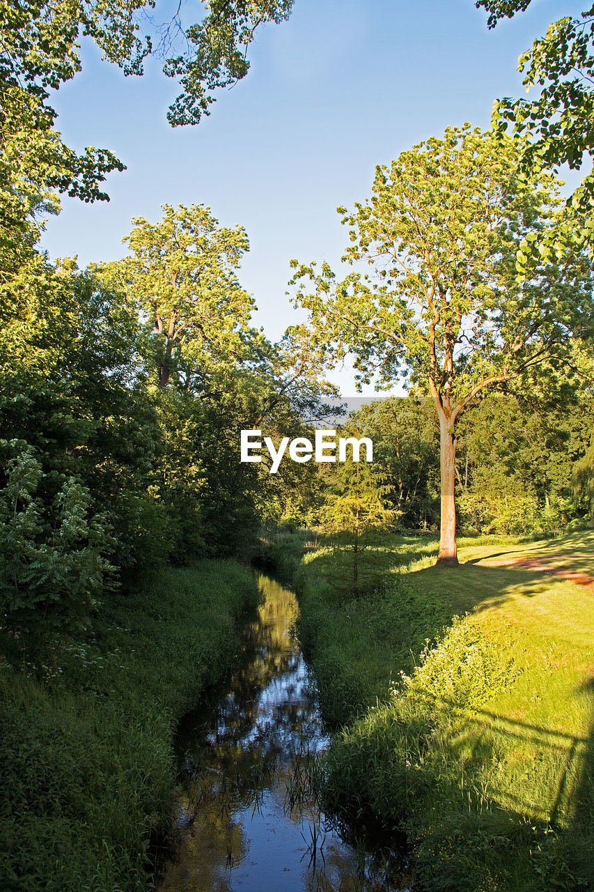 TREES BY LAKE AGAINST CLEAR SKY