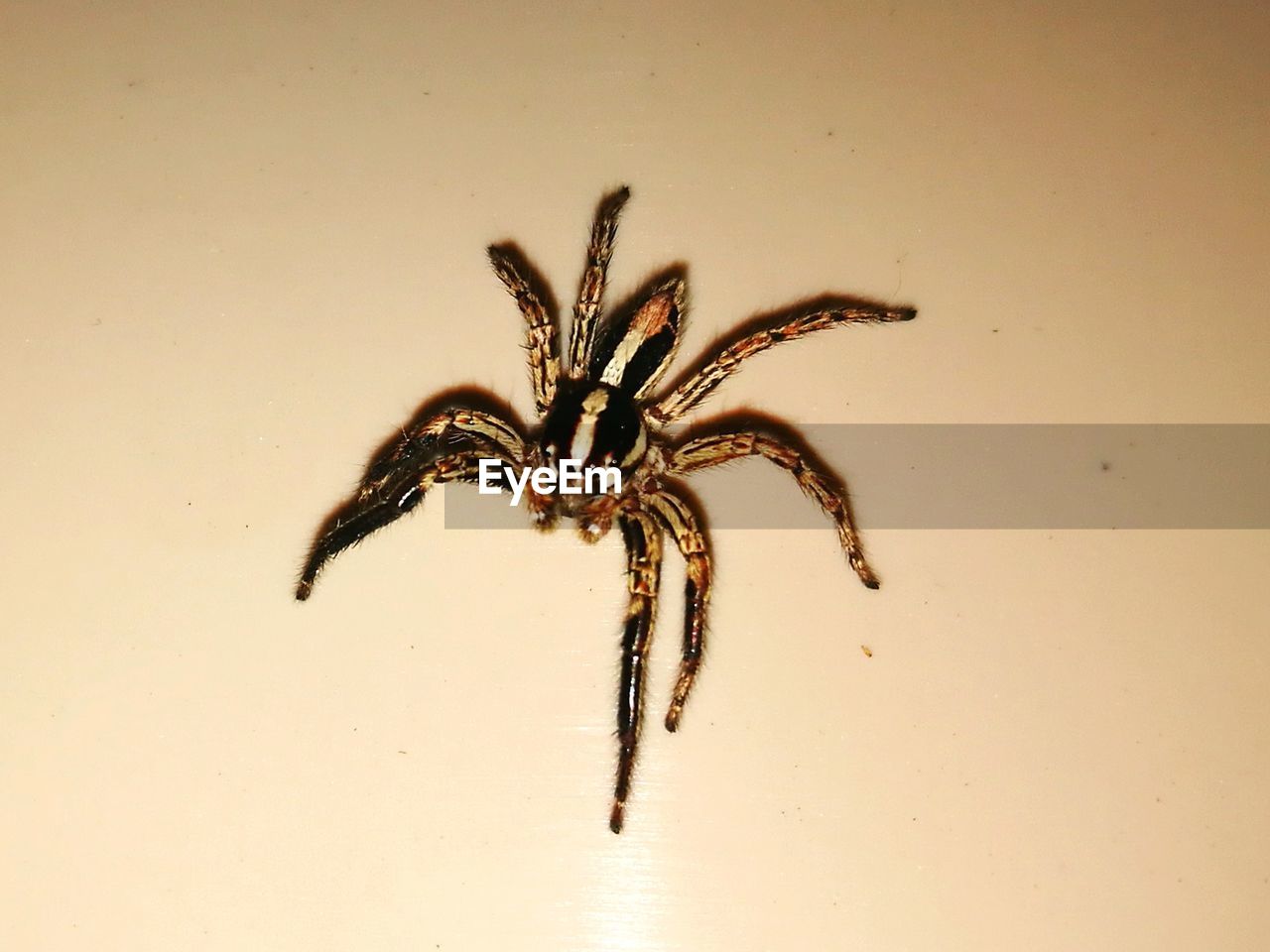 CLOSE-UP OF INSECT ON WHITE BACKGROUND