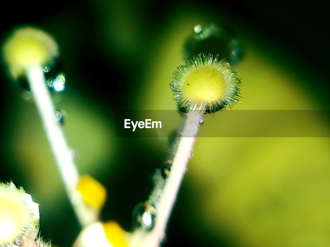 CLOSE-UP OF FLOWER PLANT