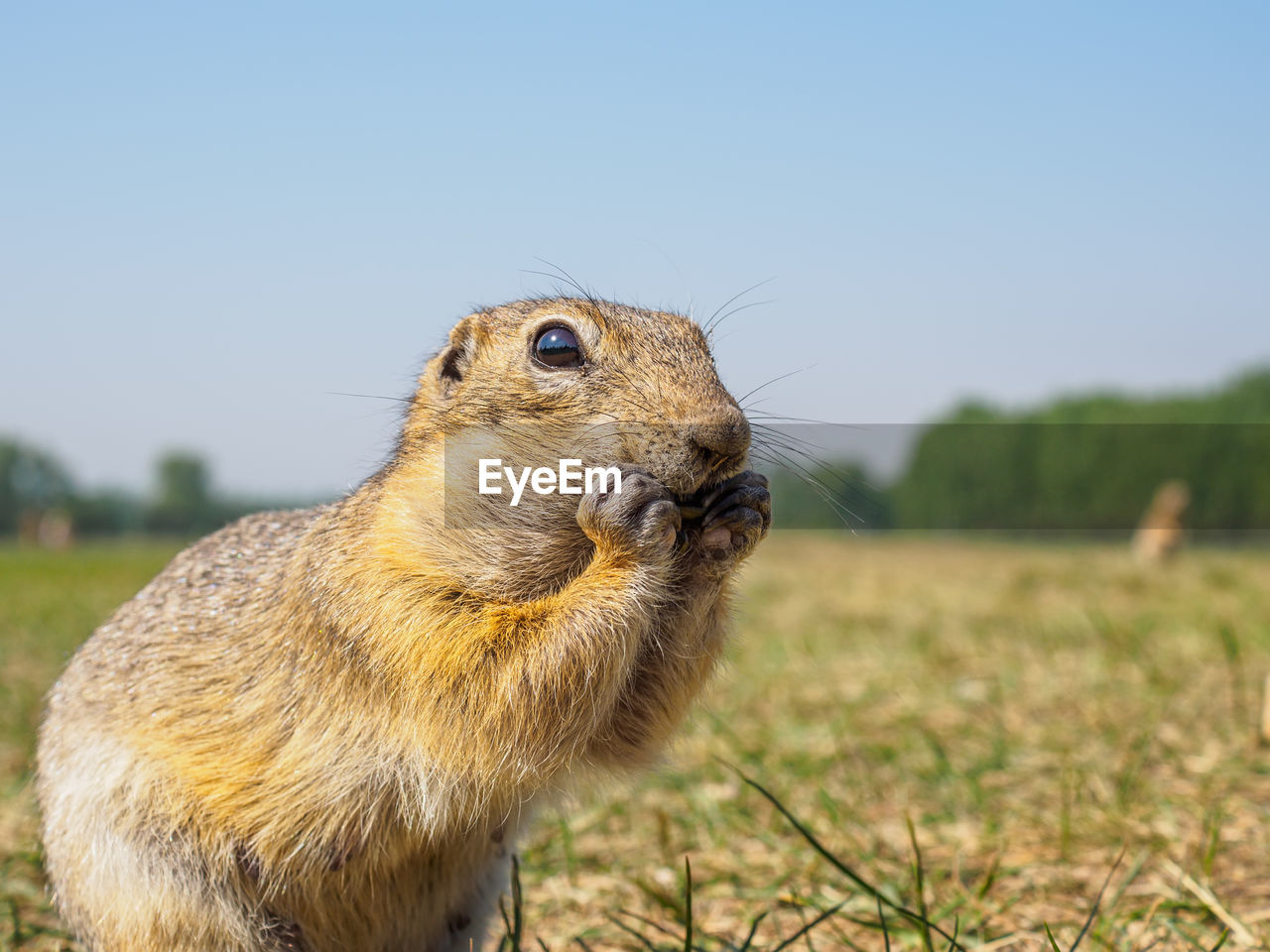 animal, animal themes, animal wildlife, one animal, mammal, wildlife, squirrel, whiskers, prairie dog, nature, rodent, grass, prairie, no people, sky, plant, outdoors, day, close-up, eating, land, animal body part, portrait, side view, focus on foreground, chipmunk, cute, clear sky, field