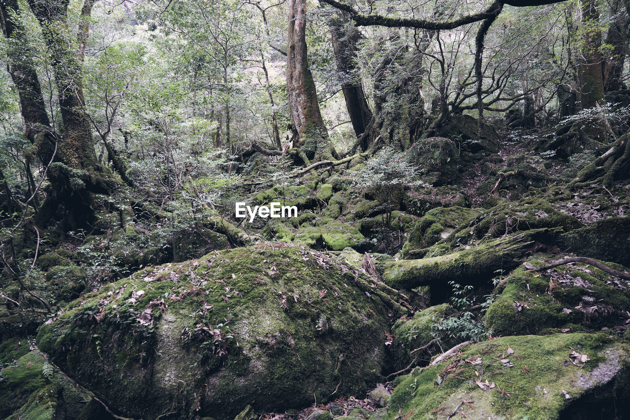 MOSS GROWING ON ROCKS