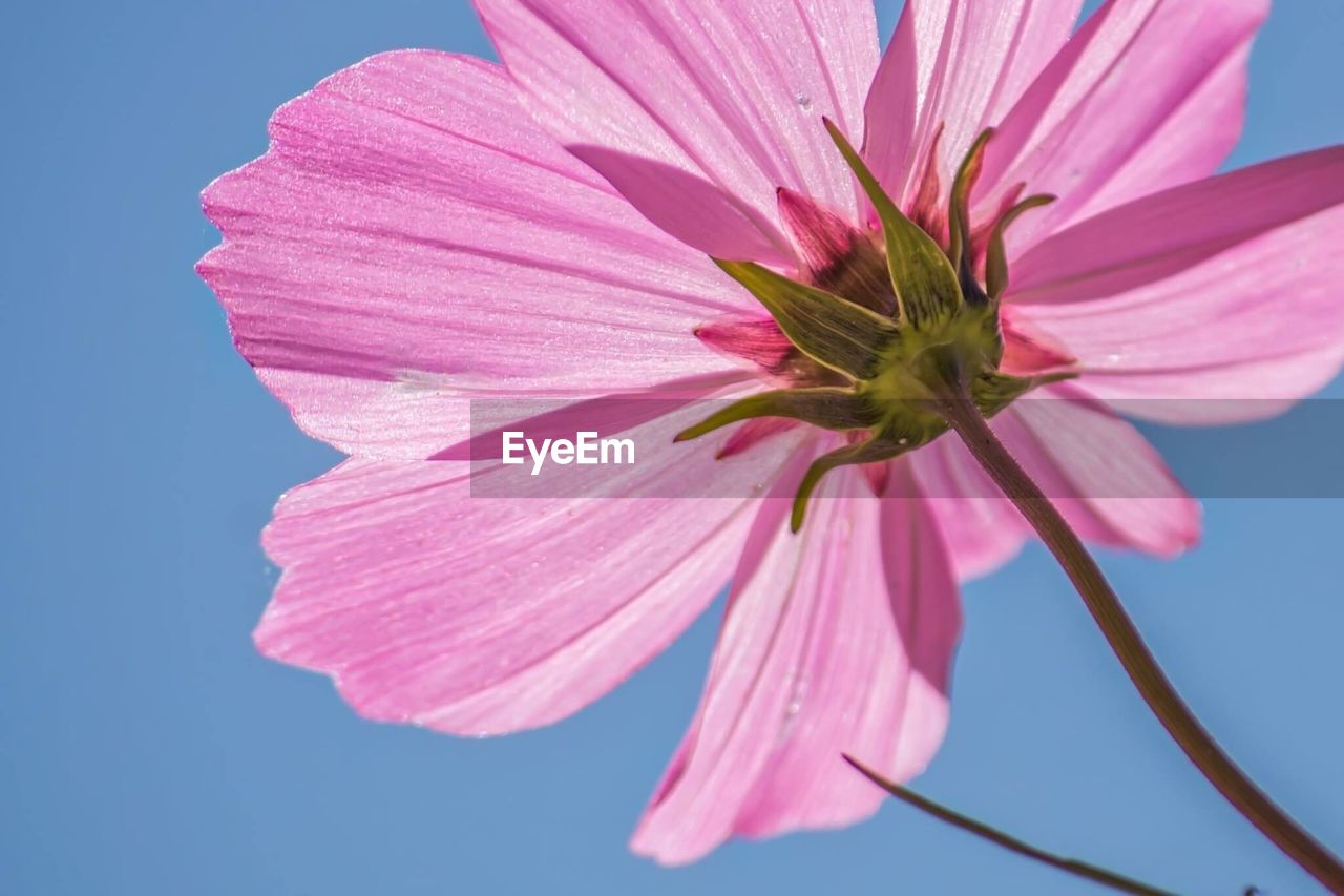 Close-up of pink cosmos flower blooming outdoors