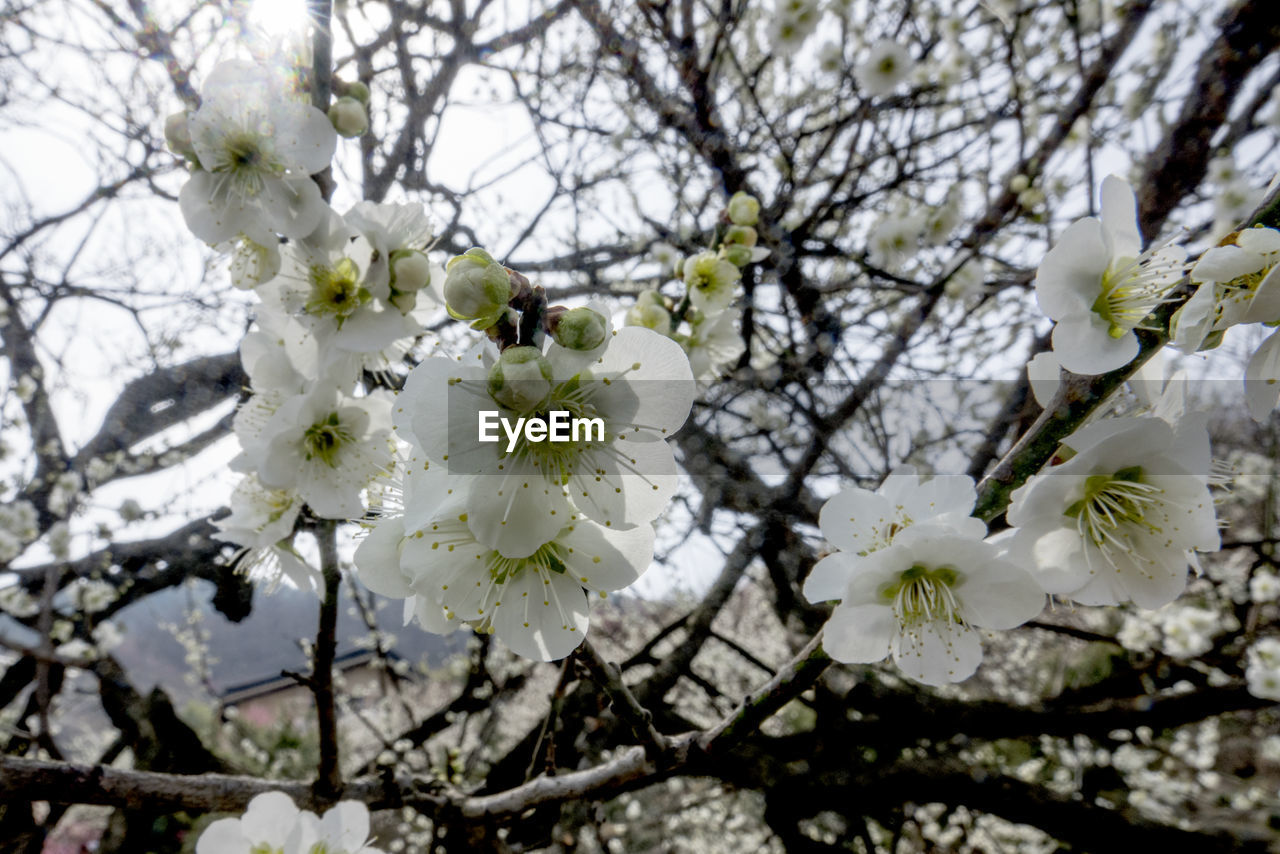 LOW ANGLE VIEW OF FLOWER TREE