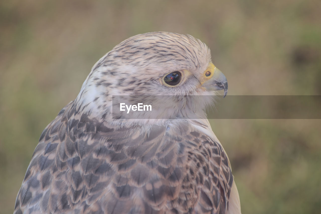 CLOSE-UP OF EAGLE