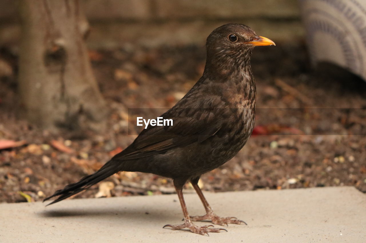 Close-up of bird