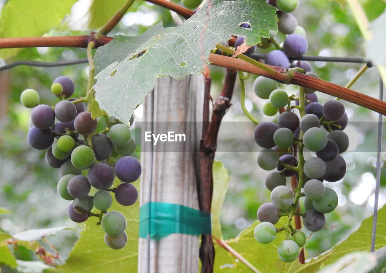 Close-up of grapes growing in vineyard