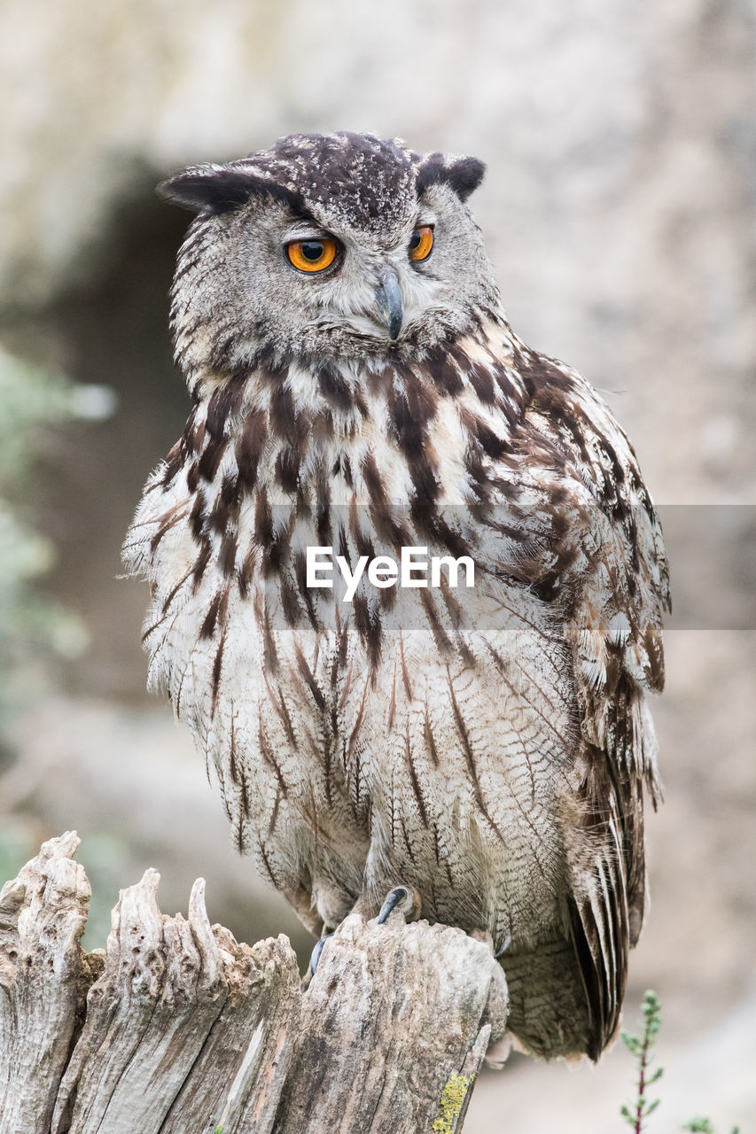 Close-up of eagle owl perching on wood